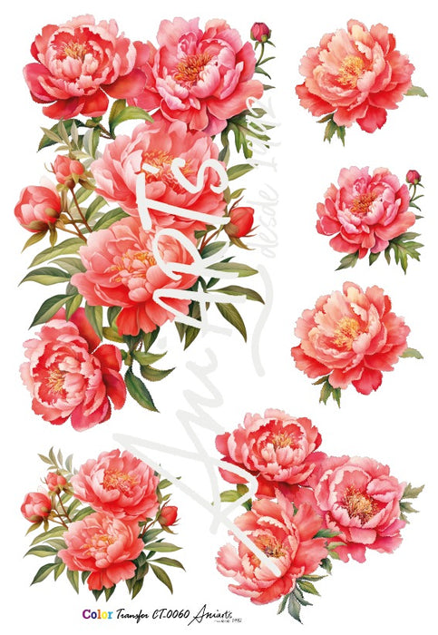 CT-0060 COLOR TRANSFER 20X30