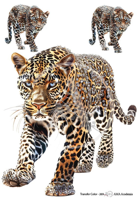 TC-269 TRANSFER COLOR 20X30