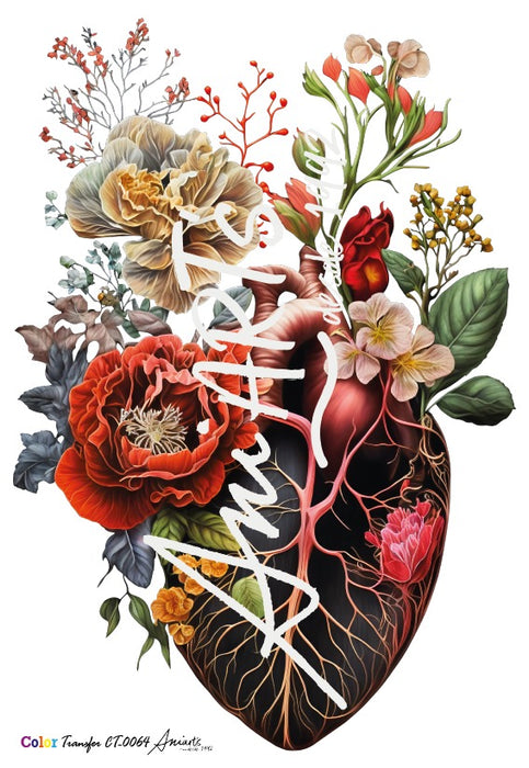 CT-0064 COLOR TRANSFER 20X30