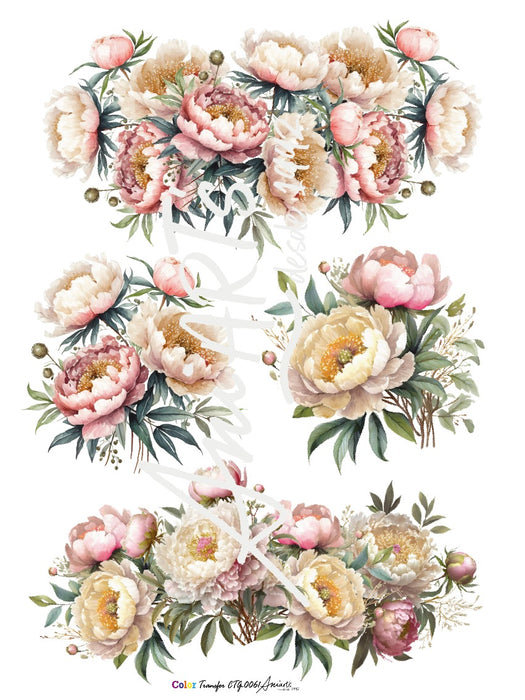 CTG-0061 LAMINA TRANSFER 42X31