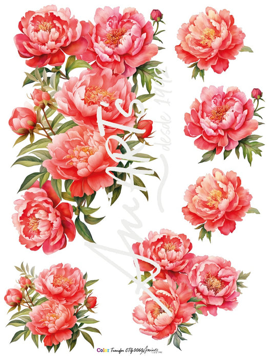 CTG-0060 LAMINA TRANSFER 42X31